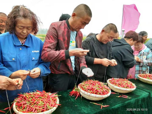 乌拉特前旗 多彩活动庆丰收